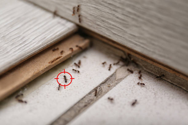 Best Emergency Pest Control  in Fostoria, OH